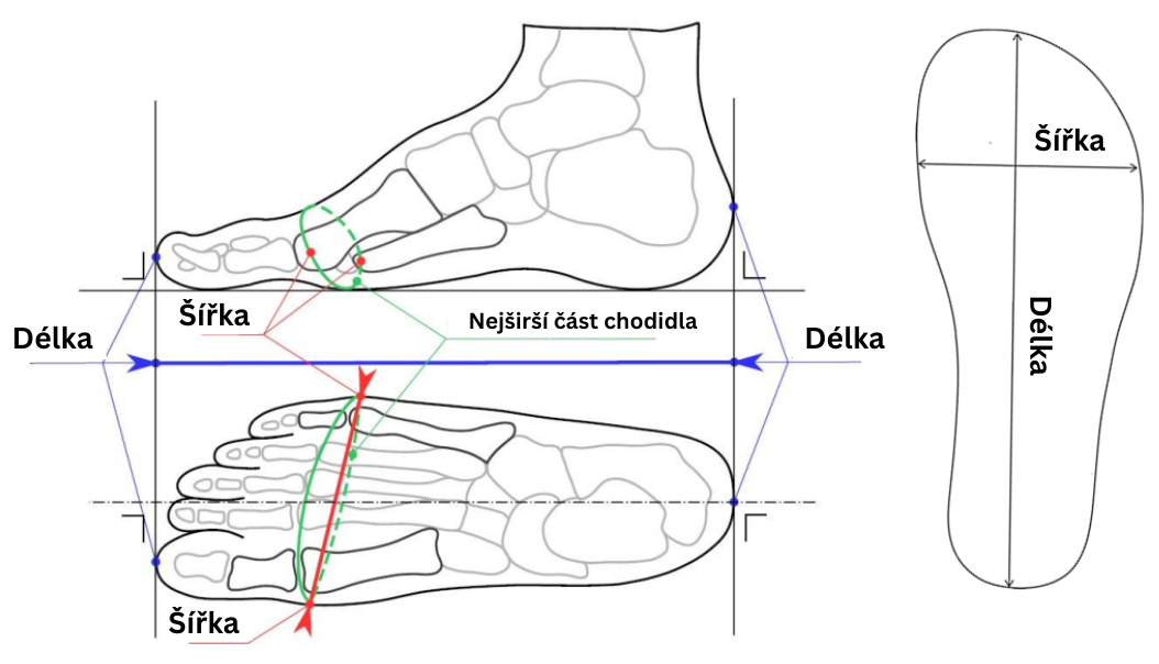 Návod na měření chodidla pro barefoot obuv Mitochondriak